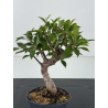 Ficus retusa I-8801 vista 2