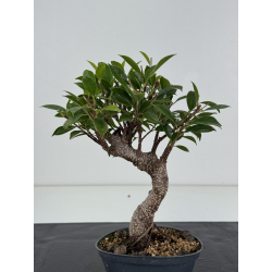 Ficus retusa I-8801 vista 3
