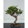 Ficus retusa I-8801 vista 3