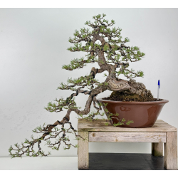 Pinus sylvestris -pino s. europeo- I-8255
