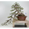 Pinus sylvestris -pino s. europeo- I-8255