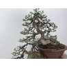 Pinus sylvestris I-8255 view 2