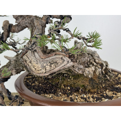 Pinus sylvestris -pino s. europeo- I-8255 vista 3