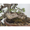Pinus sylvestris I-8255 view 3
