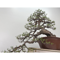 Pinus sylvestris I-8255 view 4