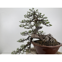 Pinus sylvestris -pino s. europeo- I-8255 vista 5