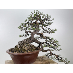 Pinus sylvestris -pino s. europeo- I-8255 vista 6