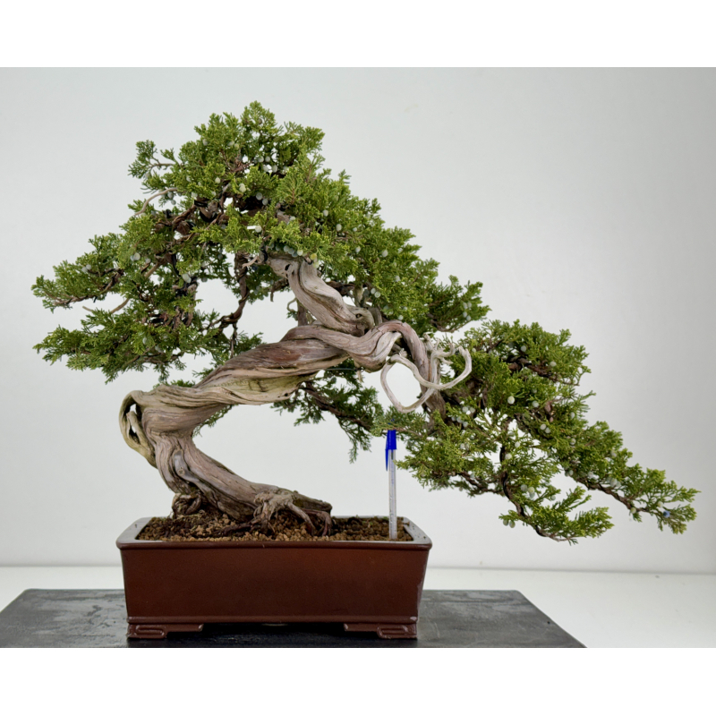 Juniperus sabina A00310