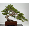 Juniperus sabina -sabina rastrera- A00310