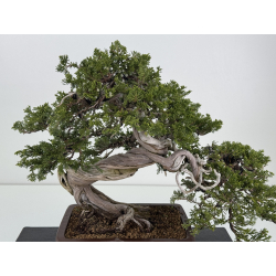 Juniperus sabina -sabina rastrera- A00310 vista 2