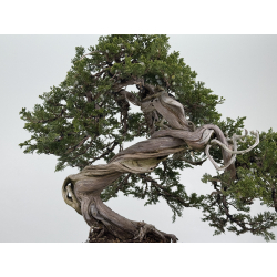 Juniperus sabina A00310 view 3