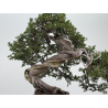 Juniperus sabina -sabina rastrera- A00310 vista 3