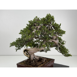 Juniperus sabina -sabina rastrera- A00310 vista 4