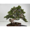 Juniperus sabina -sabina rastrera- A00310 vista 4