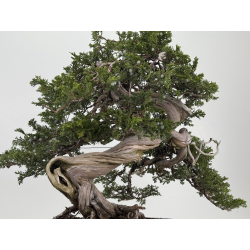 Juniperus sabina A00310 view 5