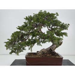 Juniperus sabina A00310 view 6