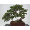 Juniperus sabina -sabina rastrera- A00310 vista 6