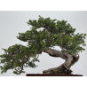Juniperus sabina A00310 view 7