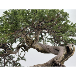 Juniperus sabina A00310 view 8