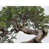 Juniperus sabina A00310 view 8