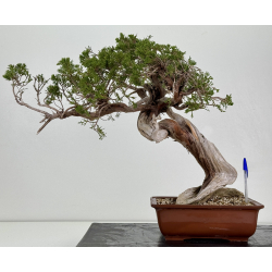 Juniperus sabina -sabina rastrera- A01412