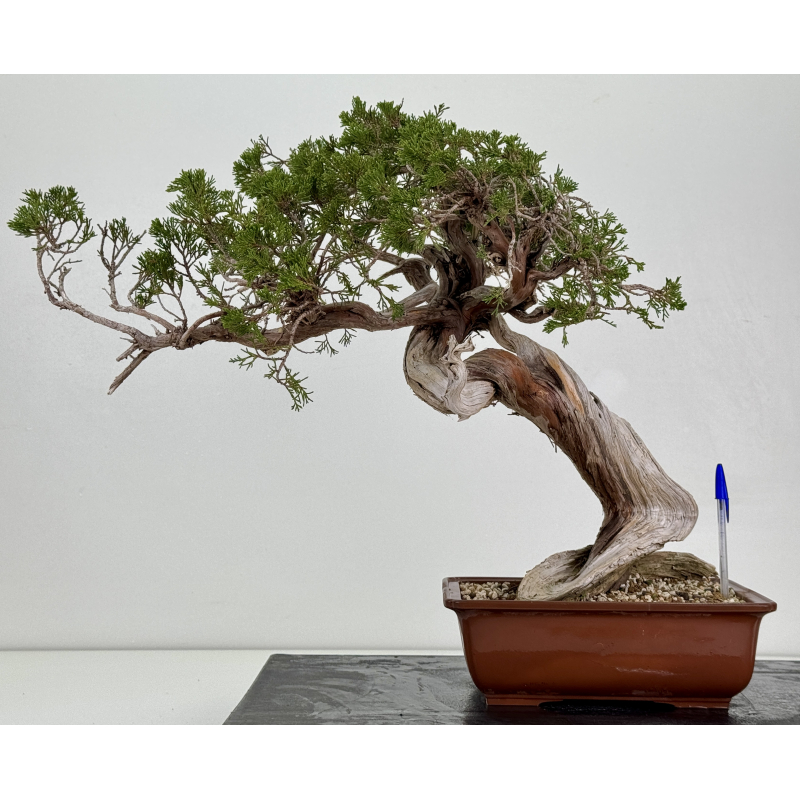 Juniperus sabina -sabina rastrera- A01412