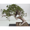 Juniperus sabina -sabina rastrera- A01412 vista 2