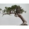 Juniperus sabina -sabina rastrera- A01412 vista 3