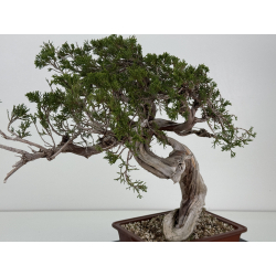Juniperus sabina -sabina rastrera- A01412 vista 4
