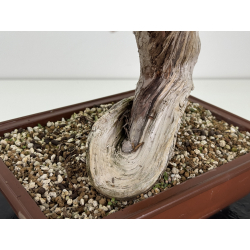 Juniperus sabina -sabina rastrera- A01412 vista 5