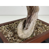 Juniperus sabina A01412 view 5