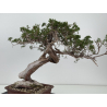 Juniperus sabina A01412 view 6