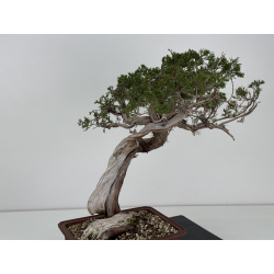 Juniperus sabina -sabina rastrera- A01412 vista 7