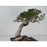 Juniperus sabina A01412 view 7