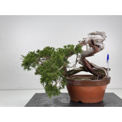 Juniperus sabina -sabina rastrera- A01355