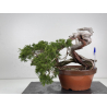 Juniperus sabina A01355