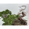 Juniperus sabina A01355 view 2
