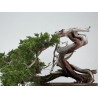 Juniperus sabina -sabina rastrera- A01355 vista 3