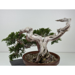 Juniperus sabina -sabina rastrera- A01355 vista 4