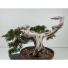 Juniperus sabina -sabina rastrera- A01355 vista 4