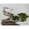 Juniperus sabina -sabina rastrera- A01355 vista 5