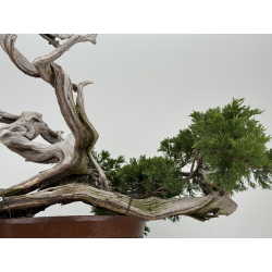 Juniperus sabina A01355 view 6
