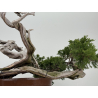 Juniperus sabina -sabina rastrera- A01355 vista 6