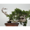 Juniperus sabina -sabina rastrera- A01355 vista 7