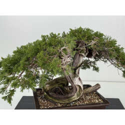 Juniperus sabina -sabina rastrera- A01353 vista 2