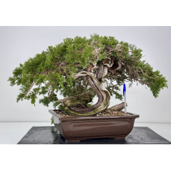 Juniperus sabina -sabina rastrera- A01353