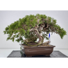 Juniperus sabina -sabina rastrera- A01353