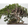 Juniperus sabina A01353 view 3