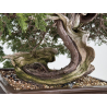Juniperus sabina -sabina rastrera- A01353 vista 4
