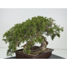 Juniperus sabina A01353 view 5